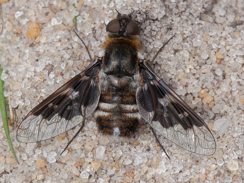 Wildlife Walk Report: Iping Common